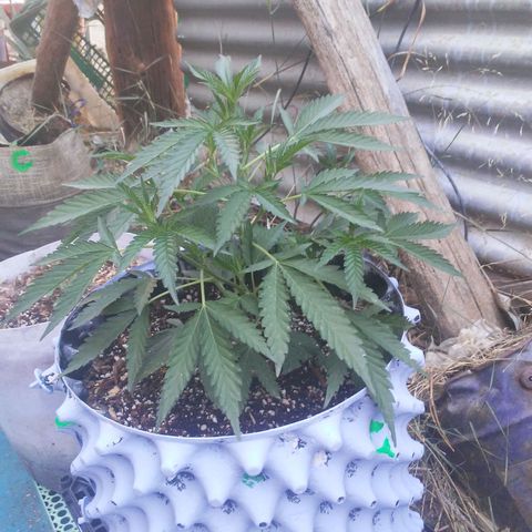Coco menta  growlog timeline photo