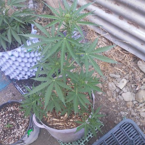 Purple growlog timeline photo