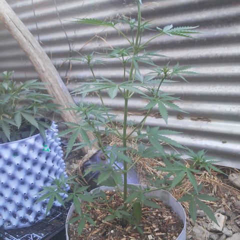 Purple growlog timeline photo
