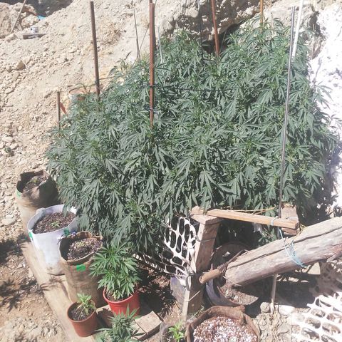 CHMOG growlog timeline photo