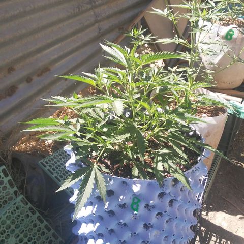 Coco menta  growlog timeline photo