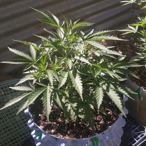 Coco menta  growlog timeline photo