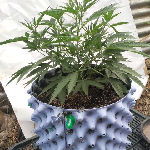 Coco menta  growlog timeline photo