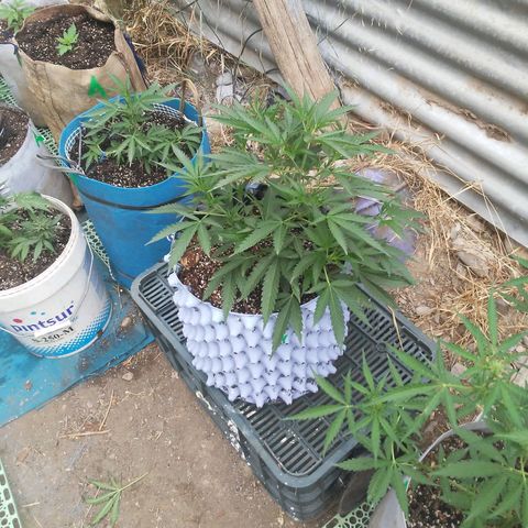 Coco menta  growlog timeline photo