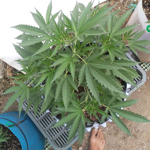 Coco menta  growlog timeline photo
