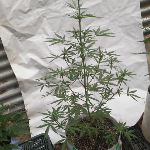 Purple growlog timeline photo