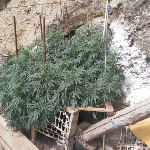 CHMOG growlog photo: Prefloracion 
Horas de luz por día 13:44
