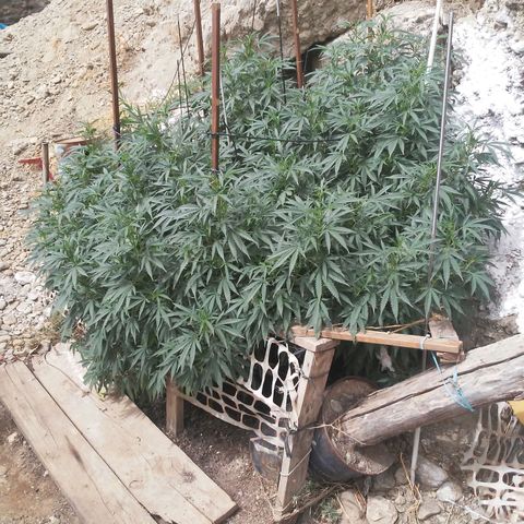 CHMOG growlog photo: Prefloracion 
Horas de luz por día 13:44