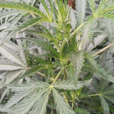 CHMOG growlog photo: Prefloracion 
Horas de luz por día 13:44