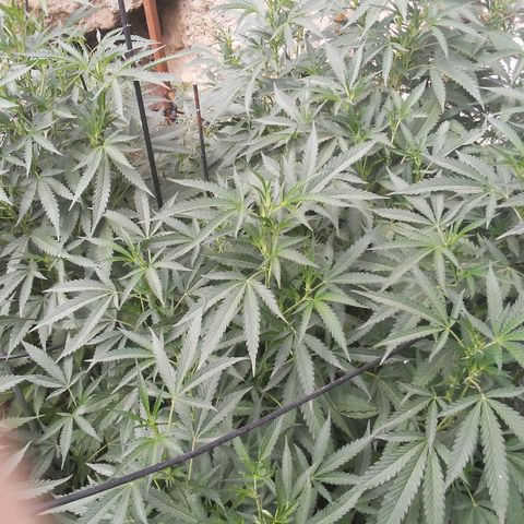 CHMOG growlog photo: Prefloracion 
Horas de luz por día 13:44