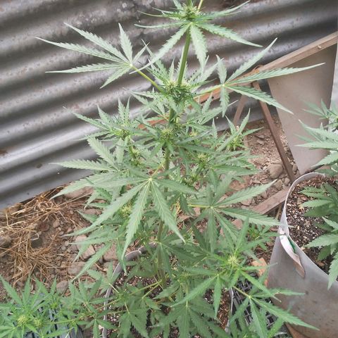 Purple growlog timeline photo
