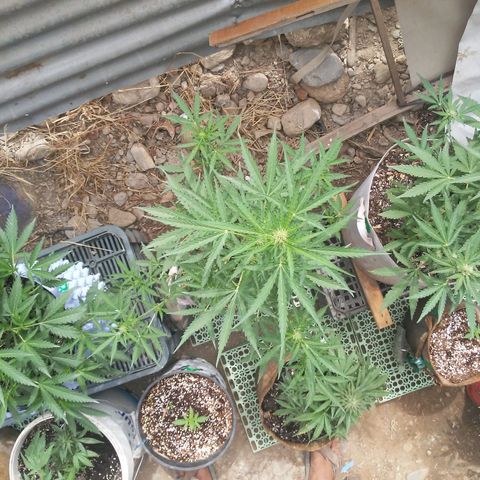 Purple growlog timeline photo