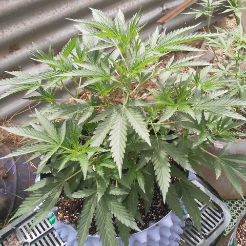 Coco menta  growlog timeline photo