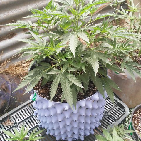 Coco menta  growlog timeline photo