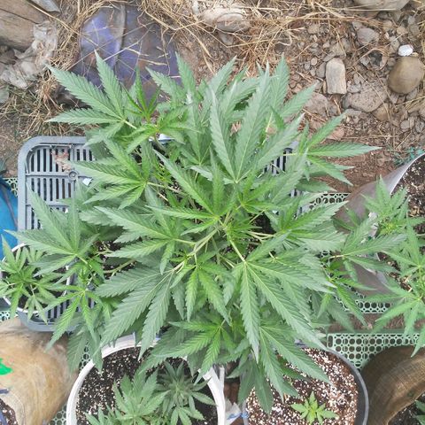 Coco menta  growlog timeline photo