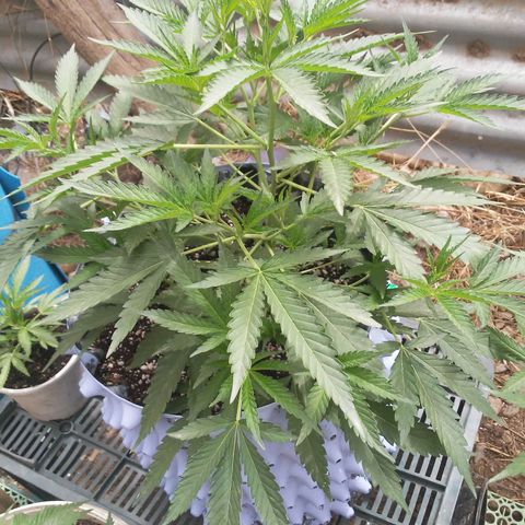 Coco menta  growlog timeline photo