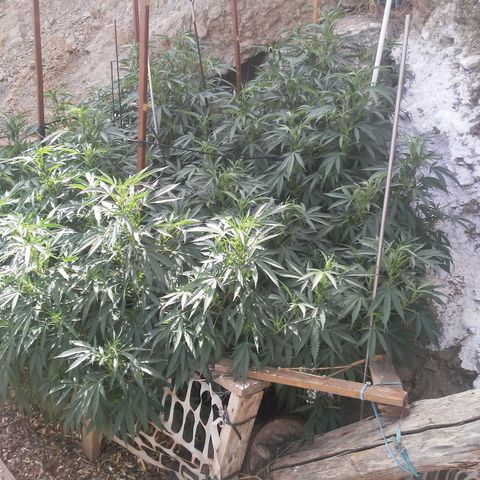 CHMOG growlog timeline photo