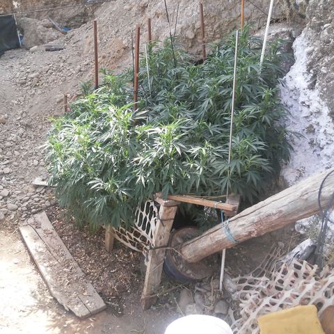 CHMOG growlog timeline photo