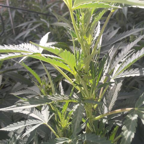 CHMOG growlog timeline photo