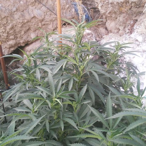 CHMOG growlog timeline photo