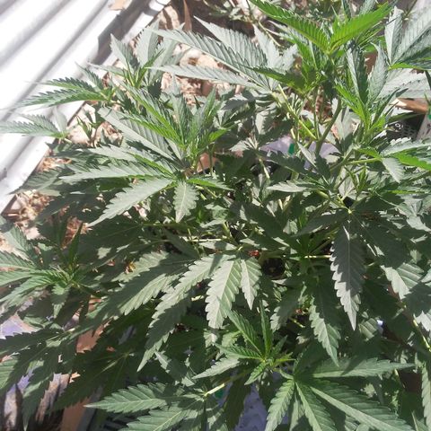Coco menta  growlog timeline photo