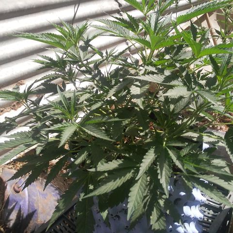 Coco menta  growlog timeline photo