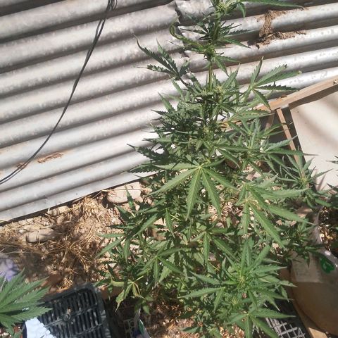 Purple growlog timeline photo