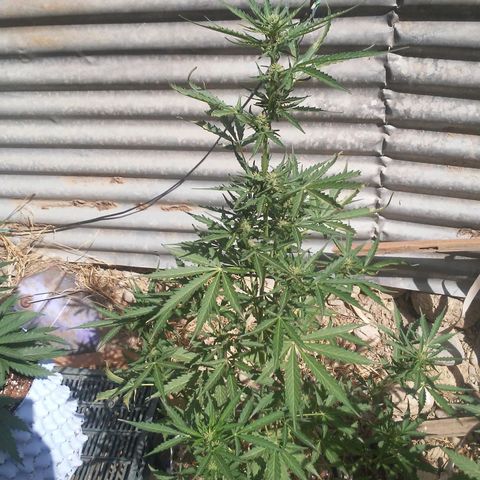 Purple growlog timeline photo