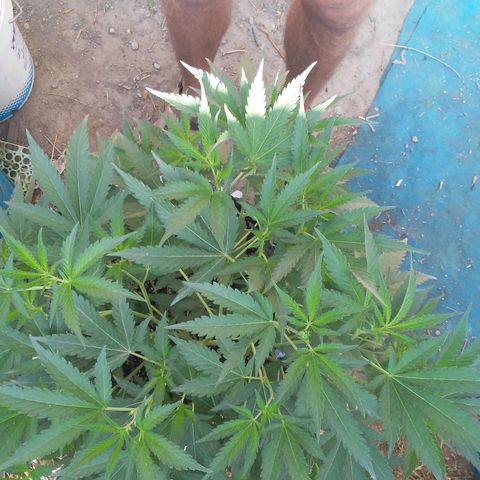Coco menta  growlog timeline photo