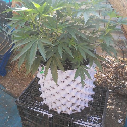 Coco menta  growlog timeline photo