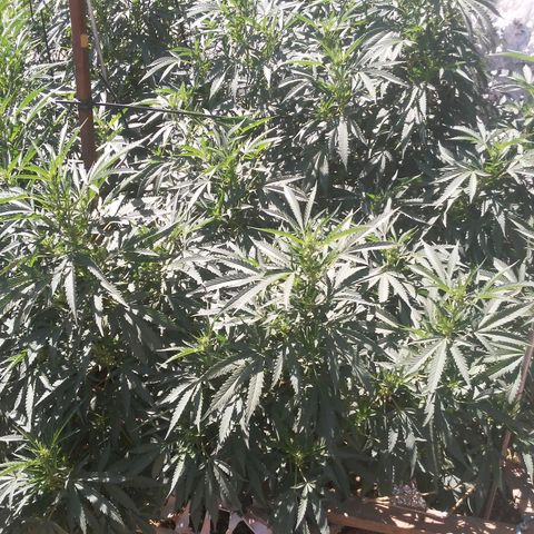 CHMOG growlog timeline photo