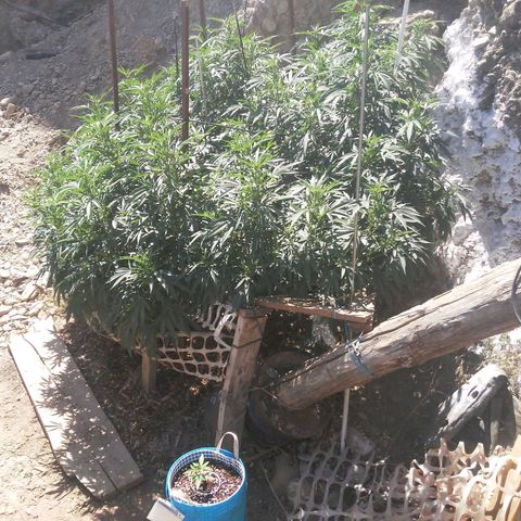 CHMOG growlog timeline photo