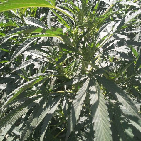 CHMOG growlog timeline photo