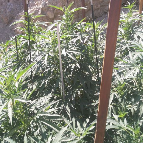 CHMOG growlog timeline photo