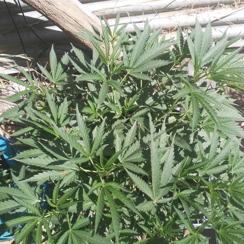 Coco menta  growlog timeline photo