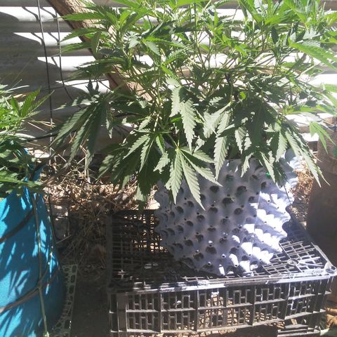 Coco menta  growlog timeline photo