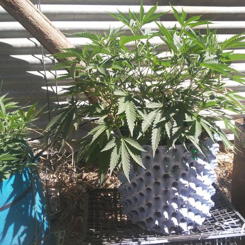 Coco menta  growlog timeline photo