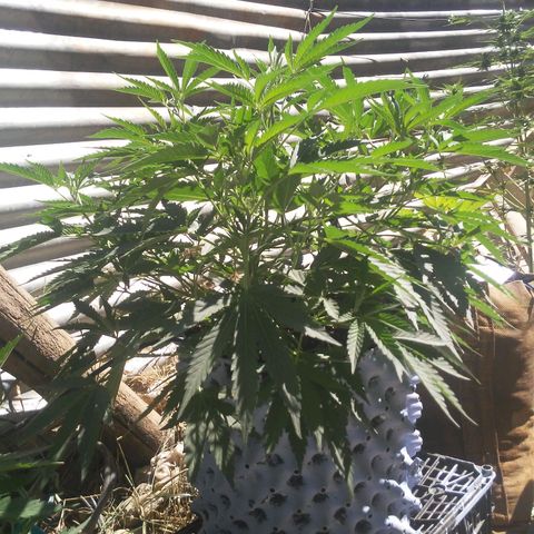Coco menta  growlog timeline photo