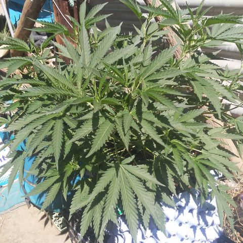 Coco menta  growlog timeline photo