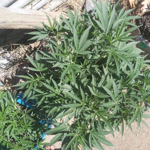 Coco menta  growlog timeline photo