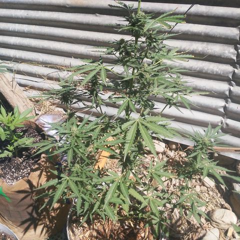 Purple growlog timeline photo