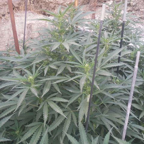 CHMOG growlog timeline photo