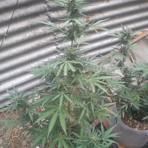 Purple growlog timeline photo