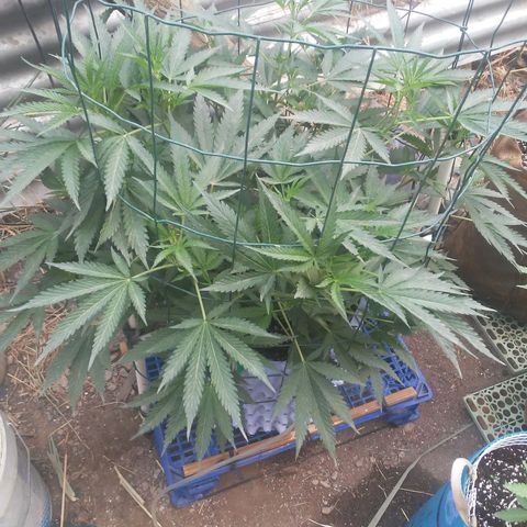 Coco menta  growlog timeline photo