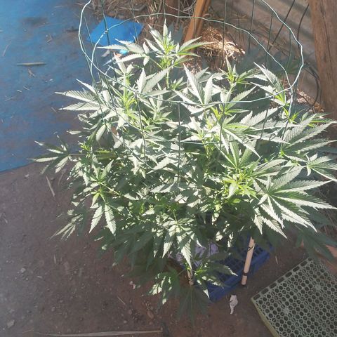Coco menta  growlog timeline photo