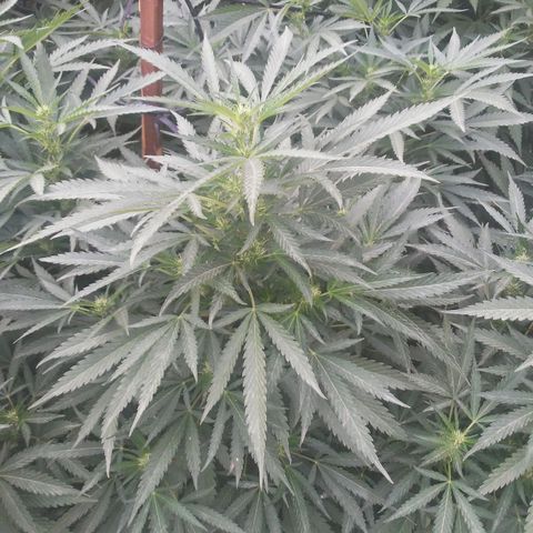 CHMOG growlog timeline photo