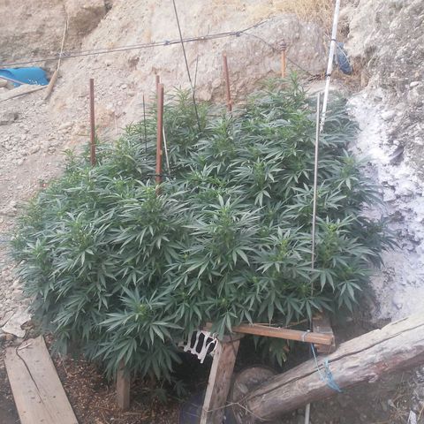 CHMOG growlog timeline photo