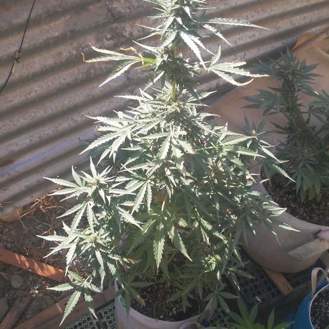 Purple growlog timeline photo