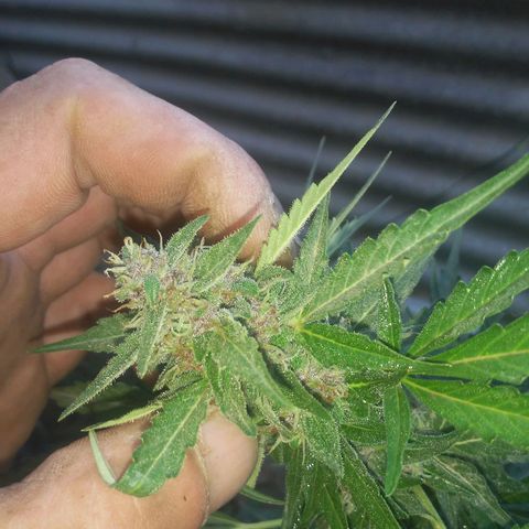 Purple growlog photo: Empieza coger colores púrpuras 