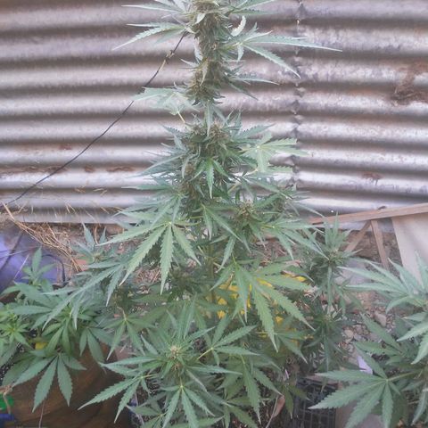 Purple growlog photo: Empieza coger colores púrpuras 